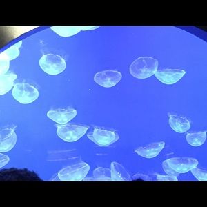 Meet your Posher, Ann